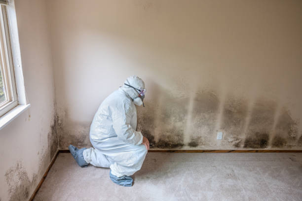 Best Water Damage & Mold Remediation  in Lake Holiday, IL